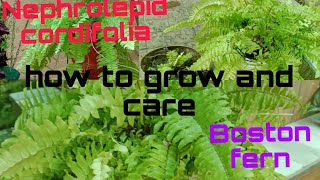 How to grow and care for fern plant 👍👍👍👍 gardeningcare 🙏🙏🙏 [upl. by Madelene]