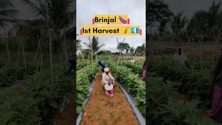 Brinjal first Harvest 🍆🤑💰 agriculture farming farmer brinjal crops FarmFactsTamil 🌾🌾🌾 [upl. by Hazelton118]