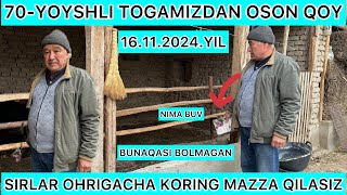 70YOSHLI TOGAMIZDAN QOY BOQISH SIRLARI 15YILLIK TAJRIBA OBUNA BOLING OHRIGACHA KORING [upl. by Annoyed337]