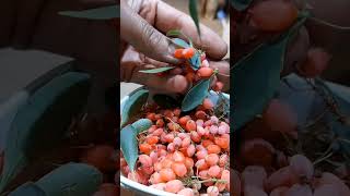 👍😍☘️Fresh barberry that I picked from the garden todayfarminggarden fruit delicious nature [upl. by Fawna593]