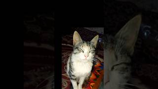 My sweet catcat treding funnyanimal youtubeshorts animals subscribe catlover [upl. by Melesa515]