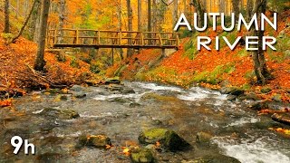 Autumn River Sounds  Relaxing Nature Video  Sleep Relax Study  9 Hours  HD 1080p [upl. by Glory]