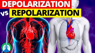 Depolarization vs Repolarization of the Heart EXPLAINED [upl. by Egerton760]