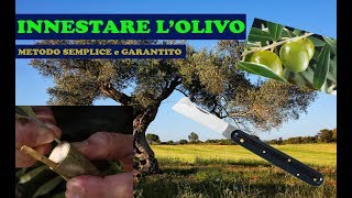 Innesto Innestare Olivo  Metodo Ufficiale FACILE e RIUSCITA ALTA olive tree graft 🫒 [upl. by Eeraj76]