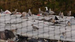 Whinney Hill Landfill 5 October 2024 1805 [upl. by Eiboj]