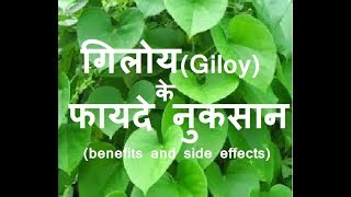 गिलोय के फायदे और नुकसान  benefits and side effects of giloy  how to use guduchi or giloy in Hindi [upl. by Ylehsa]