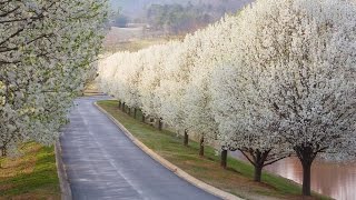 Why Bradford Pears Are The Worst Tree  Southern Living [upl. by Connett329]