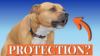 Why Staffies Are the WORST Guards in the World [upl. by Adnahc]