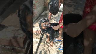 Rottweiler dog breed german yt doberman spitzdog sitzu doglover treanding dogs pets bully [upl. by Areema]