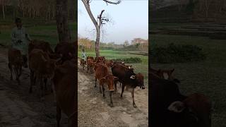 A herdsman leads cattle through lush green tea garden paths [upl. by Hpesojnhoj]