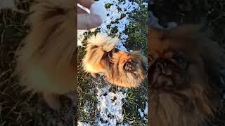 PEKINGESE FAIL [upl. by Dell]