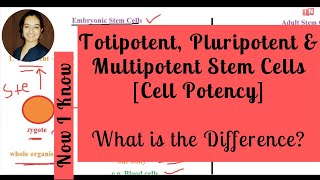 Totipotent Pluripotent amp Multipotent Stem Cells  What is the Difference Cell Potency [upl. by Romney]