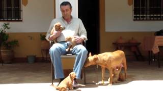 El Podenco Andaluz I [upl. by Henry705]