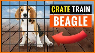 Your Beagle Will Learn The Crate with these Tips [upl. by Hannahs]