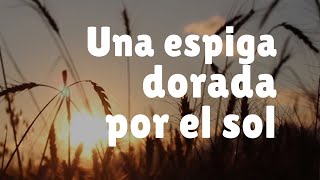 UNA ESPIGA DORADA POR EL SOL  Música para Dios [upl. by Utta]