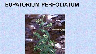 EUPATORIUM PERFOLIATUM  ΑΝΤΙΜΕΤΩΠΙΣΗ ΟΞΕΩΝ ΚΑΤΑΣΤΑΣΕΩΝ ΜΕ ΟΜΟΙΟΠΑΘΗΤΙΚΗ [upl. by Gaiser]