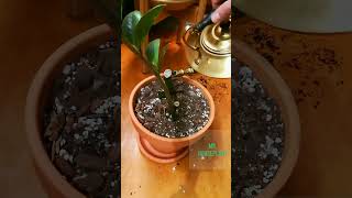 ZZ Plant Repotting [upl. by Sisco]