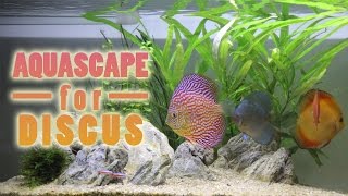 Simple Aquascape setup for Discus amp Angelfish Indonesia [upl. by Amabel]