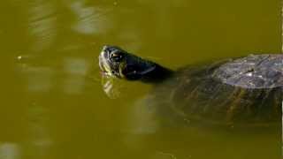 Yellowbellied Slider Trachemys scripta scripta  GelbbauchSchmuckschildkröte [upl. by Lerred607]