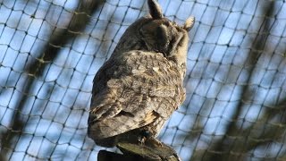 Ransuil  Longeared owl  Planckendael [upl. by Gettings]