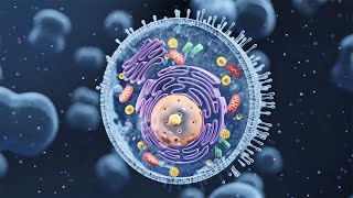 Autophagy  The orderly degradation and recycling of cellular components [upl. by Notsnarc]