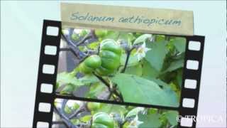 Solanum aethiopicum 13227 [upl. by Shayla]