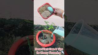 Rose Plant Care amp Tips for Heavy Flowering rosepruning rosefertilizer shorts gardening trending [upl. by Legim239]