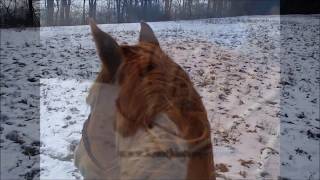 Knot Just Rope Loping Hackamore [upl. by Sueahccaz]