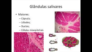 Descrição Histológica Glândulas Salivares Fígado e Pâncreas [upl. by Ykciv942]