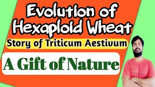 Evolution of Hexaploid wheat  Triticum Aestivum  Plant Breeding  How Hexaploid Wheat developed [upl. by Neelhtakyram959]