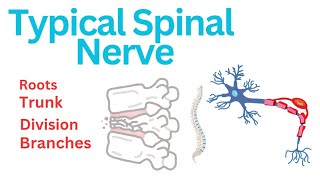 Typical Spinal Nerve spina cord originrootstrunk division branches anatomy of nervous system [upl. by Louth]