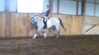 Princess Fiona Dressage Pony For Sale [upl. by Neala215]