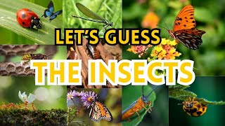 GUESS THE INSECTS  LEARN THE INSECTS  kidsheaven2717 [upl. by Sessilu]