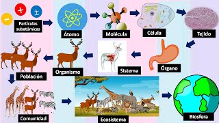 Niveles de organización de la materia y los seres vivos [upl. by Aihseuqram]