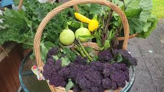 Harvest purple broccoli round zucchini curly kale and plant asparagusPlanting tomatoes [upl. by Yntruoc]