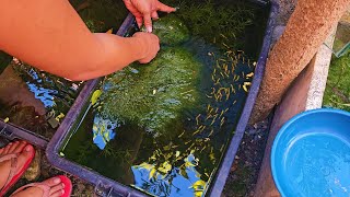 How To Setup The Perfect Natural KeepingBreeding Tub For Guppies Mollies Swordtail Platys etc [upl. by Anaidiriv275]