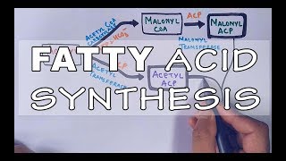 Fatty Acid Biosynthesis  Part II [upl. by Papst65]