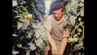 Tussen Maas en Waal 16mm film eind 1960 over de Bommelerwaard [upl. by Atirac304]