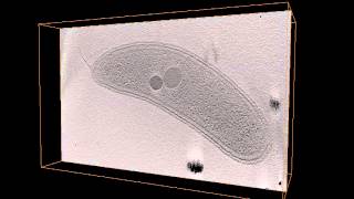 2008 Caulobacter Chemorecptor Arrays by CLEM [upl. by Ecinnej]