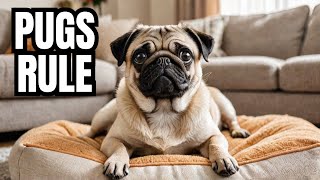 🔴 Pug Life  Why Pugs Make the Best Pets [upl. by Erbma133]