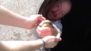 DUCKLING RESCUED FROM STORM DRAIN  and reunited with mama duck and family [upl. by Amor]