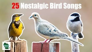 25 Nostalgic Bird Songs and Calls that Will Bring Back Your Childhood Memories [upl. by Heriberto]