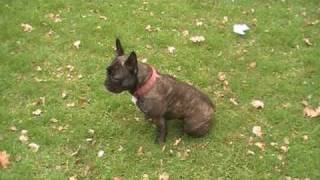 French Bulldog doing 20 tricks [upl. by Dlonyar536]