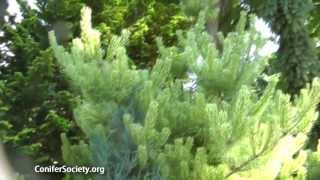 Japanese Red Pine  Pinus densiflora  Burkes Red Variegated American Conifer Society [upl. by Lleira]