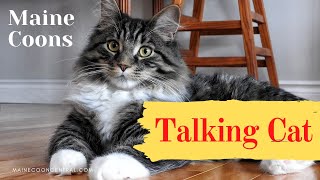 Maine Coon Talking To Owner [upl. by Atihcnoc]