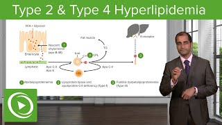 Hyperlipidemia Type 2 amp Type 4 – Cardiovascular Pathology  Lecturio [upl. by Fuhrman]