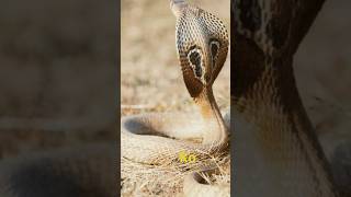 Master of Danger Inside the World of the Black Mamba shorts ytshorts snake blackmamba cobra [upl. by Anerbes]