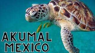 Akumal Mexico 2020A TURTLE PARADISE [upl. by Anairuy]