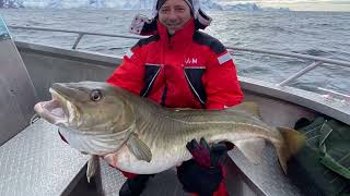 Cod Skrei 2024 Big Fishing in Lofoten Norway 🇳🇴 straight from ￼ Barents sea to my hand ￼👌🏻 [upl. by Bank992]