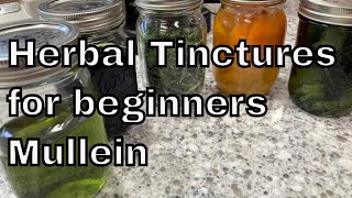 Medicinal Herbal Tinctures  Beginners Easy Making a Mullein Tincture for Respiratory [upl. by Enelav]